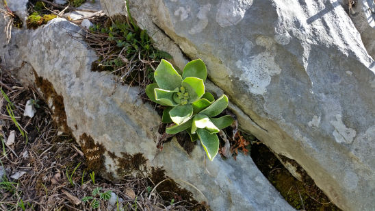 Flore du massif de la chartreuse