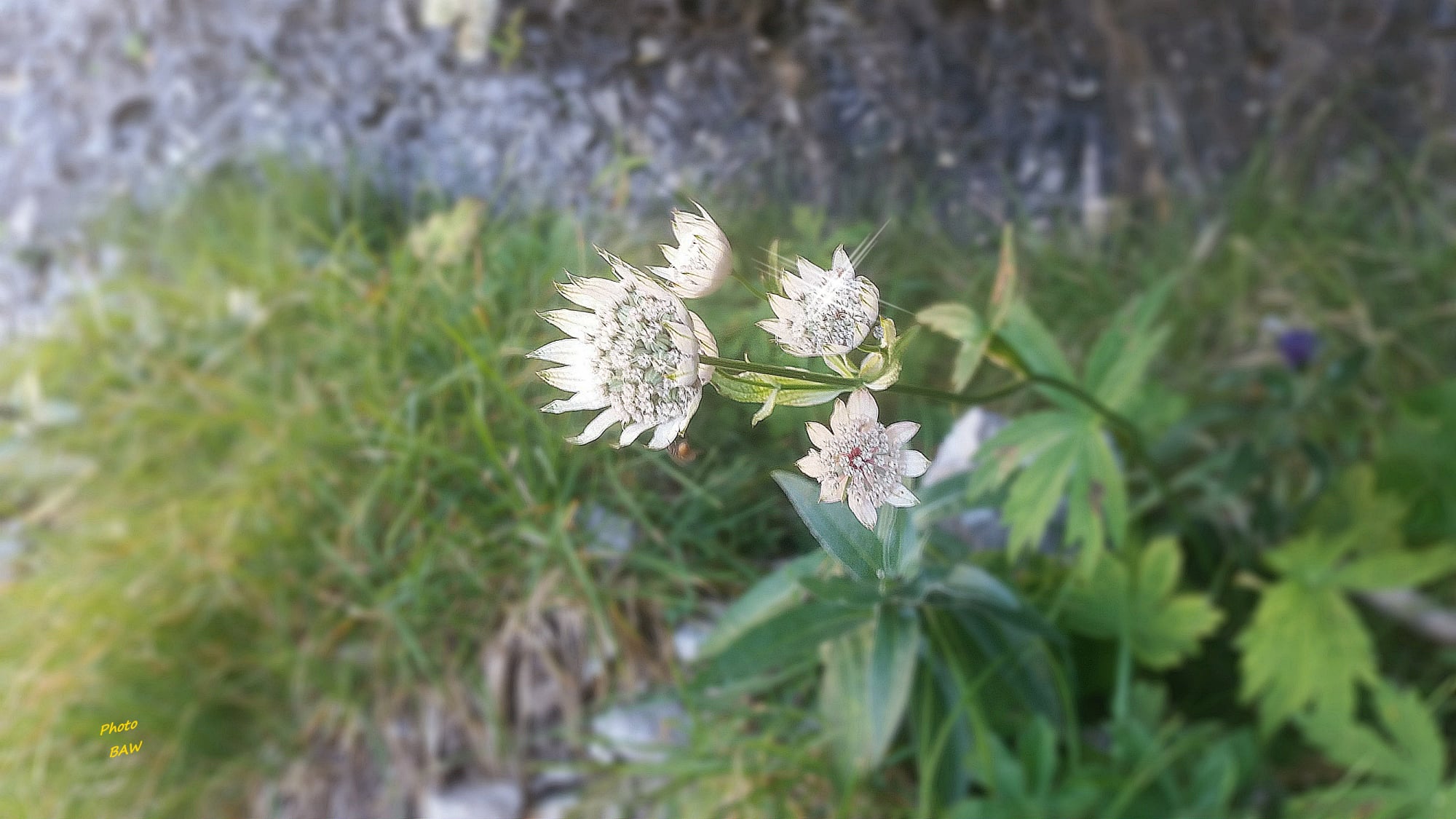 sangle de la tour percée en chartreuse