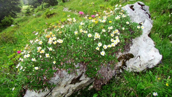 Flore du massif de la chartreuse
