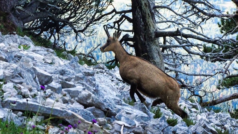 Chamois photos animalières des alpes randonnée en chartreuse par baw