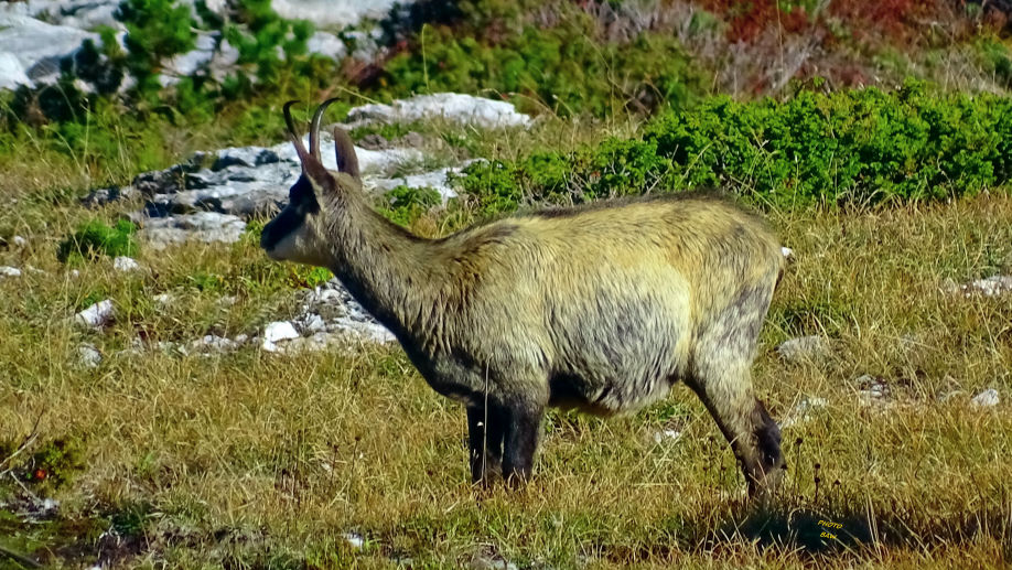 Chamois photos animalières des alpes randonnée en chartreuse par baw