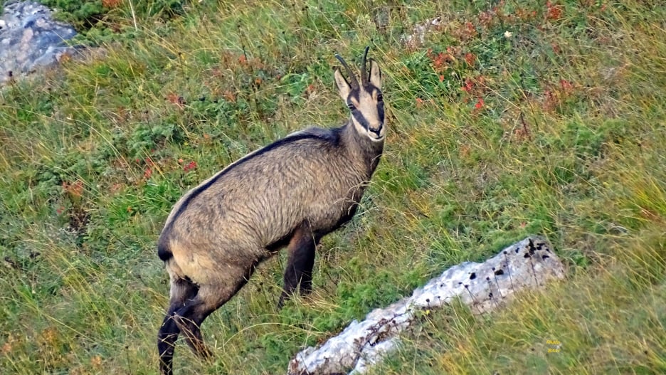 Chamois Dent de Crolles randonnée en Chartreuse