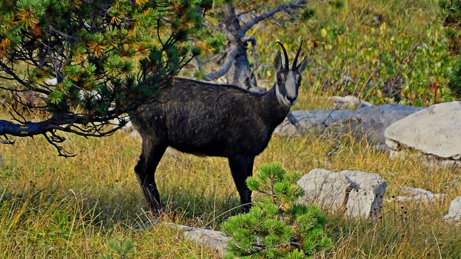 dent de Crolles randonnée en Chartreuse