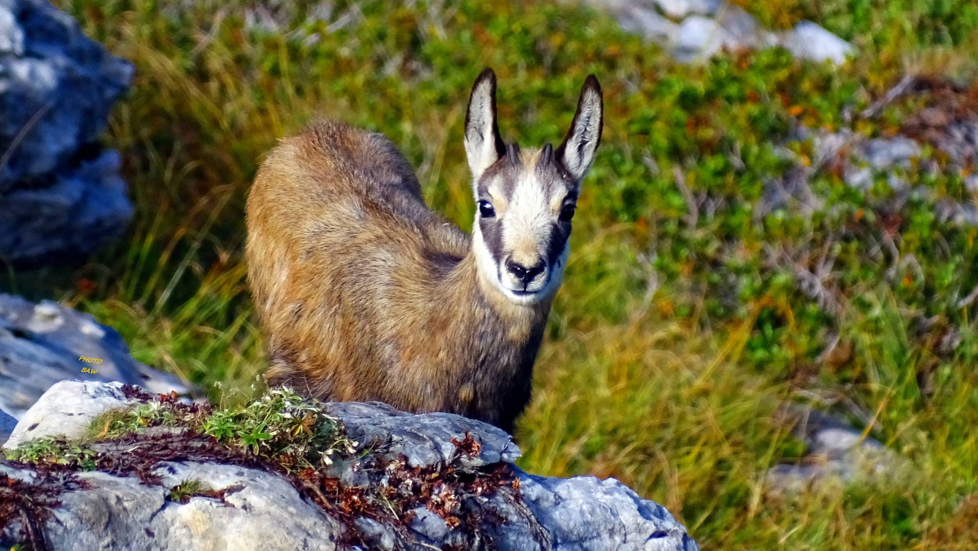 Chamois randonnée en chartreuse c chouette la Chartreuse
