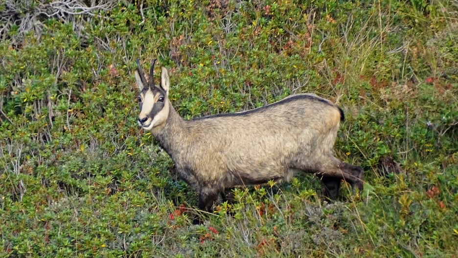 Dent de Crolles randonnée en Chartreuse