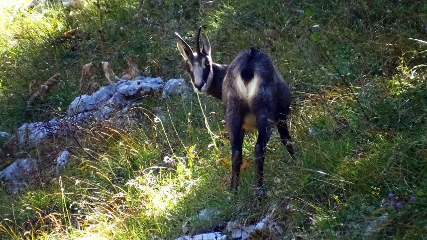 Chamois photos animalières des alpes randonnée en chartreuse