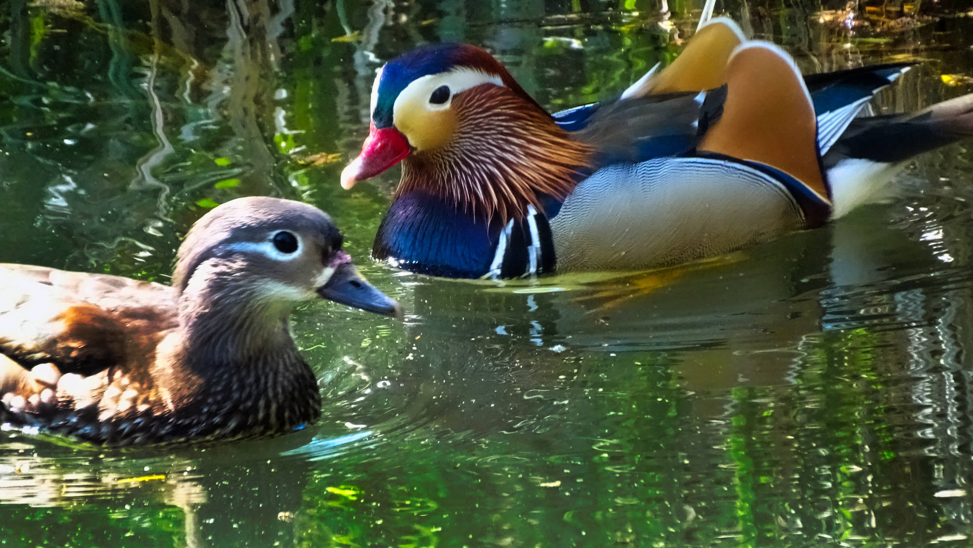 canard mandarin sauvage chartreuse