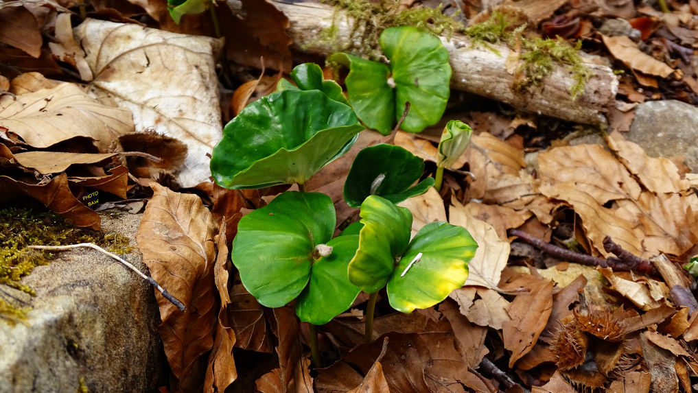 Hêtre jeune pousse randonnée en Chartreuse