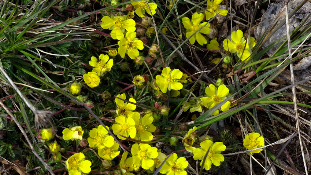 Flore Potentille randonnée en Chartreuse