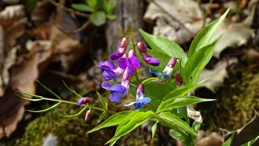 Flore randonnée en chartreuse