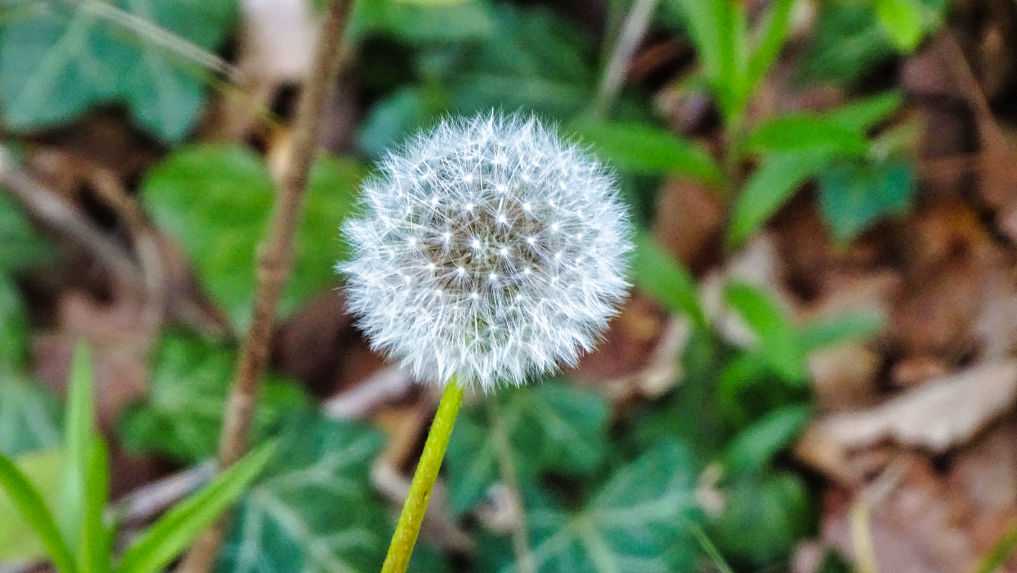 Flore pissenlit randonnée en Chartreuse