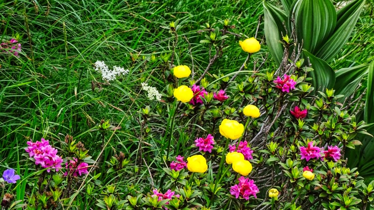 Flore La Grande Sure randonnée massif Chartreuse