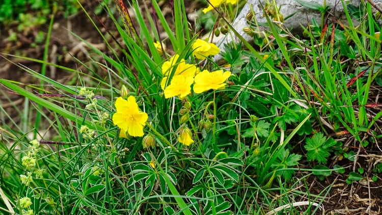 Flore La Grande Sure randonnée massif Chartreuse
