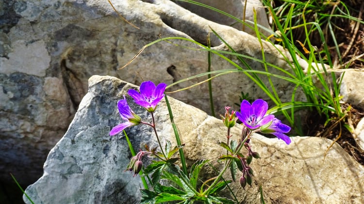 Flore La Grande Sure randonnée massif Chartreuse
