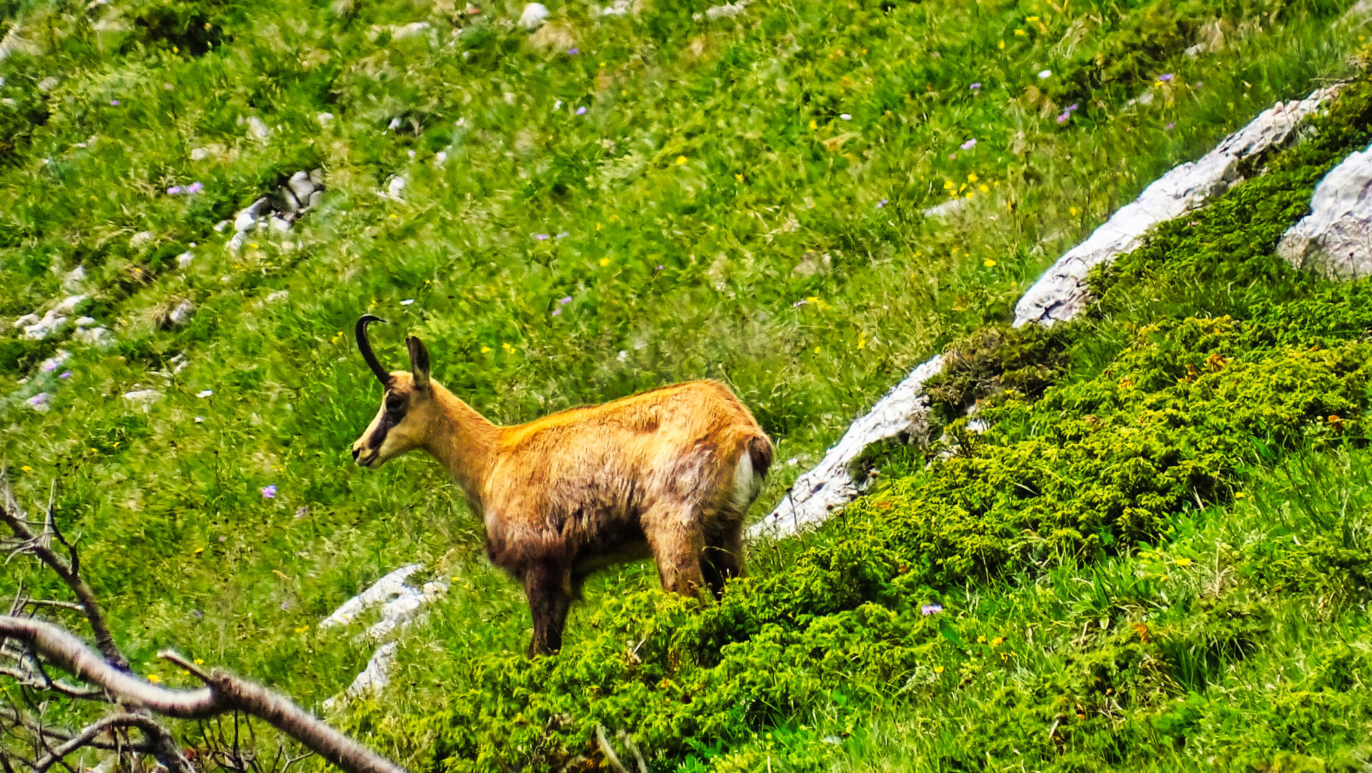Chamois randonnée dans le massif de la Chartreuse