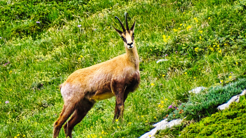 Chamois photos animalières des alpes randonnée en chartreuse