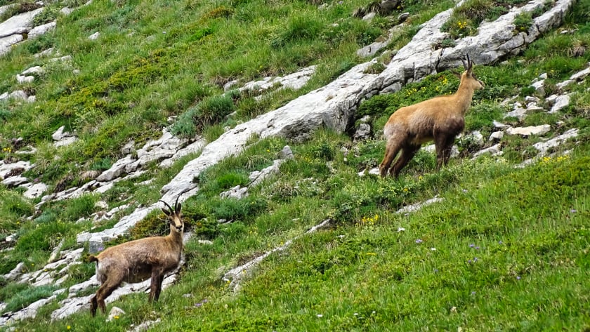 Chamois randonnée Grande Sure massif Chartreuse 
