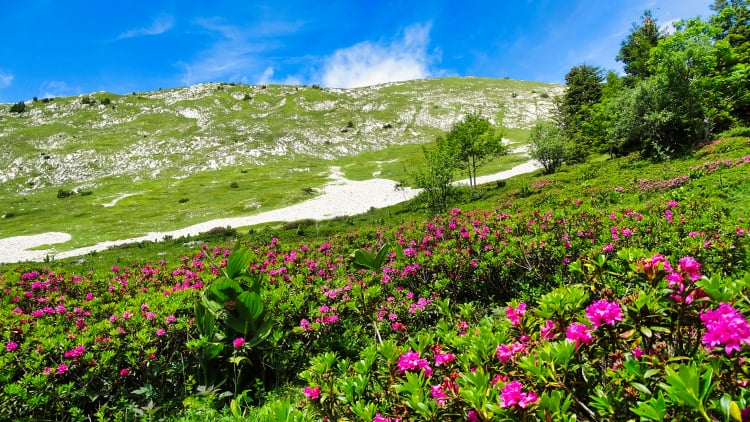 Flore La Grande Sure randonnée massif Chartreuse