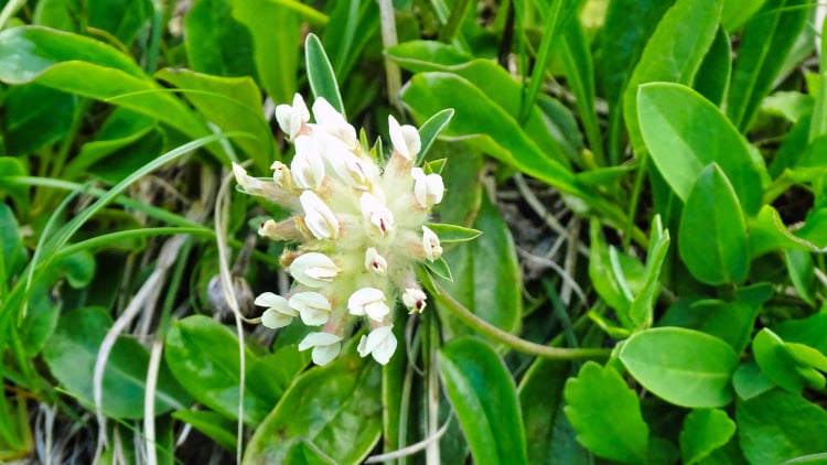 Flore La Grande Sure randonnée massif Chartreuse