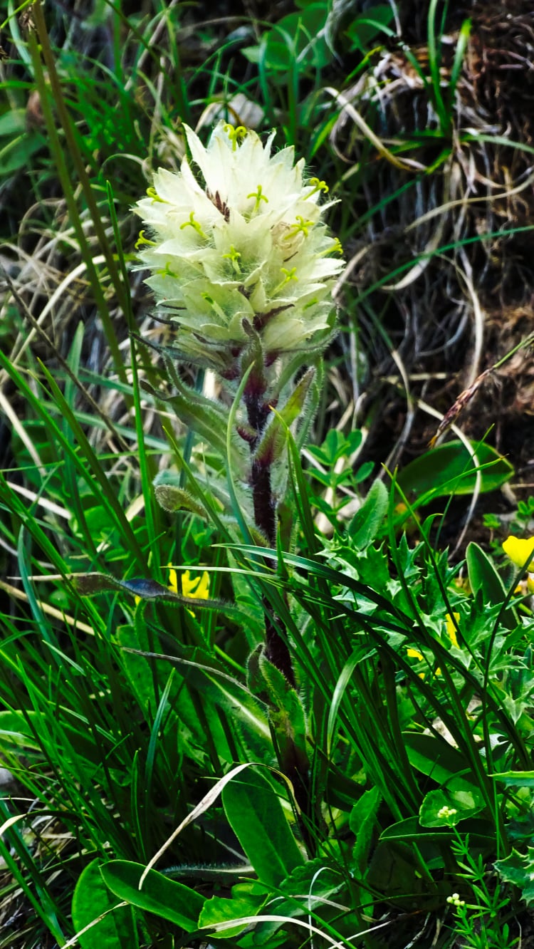 Flore La Grande Sure randonnée massif Chartreuse