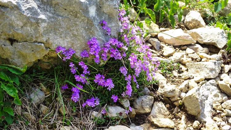 Flore La Grande Sure randonnée massif Chartreuse