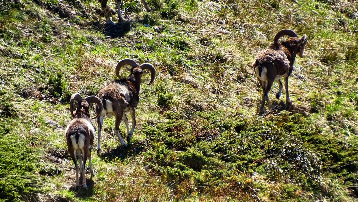 Mouflons massif de la  chartreuse en randonnée 