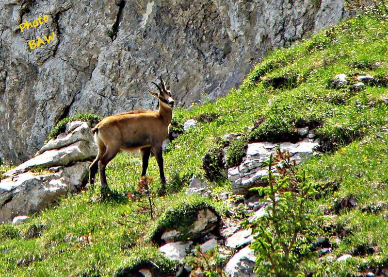 Chamois en chartreuse randonnée 