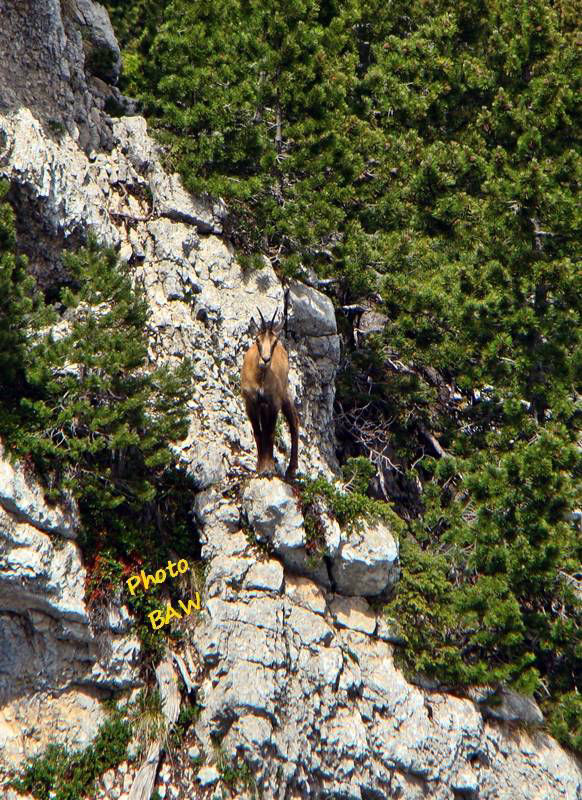 Chamois en Chartreuse randonnée