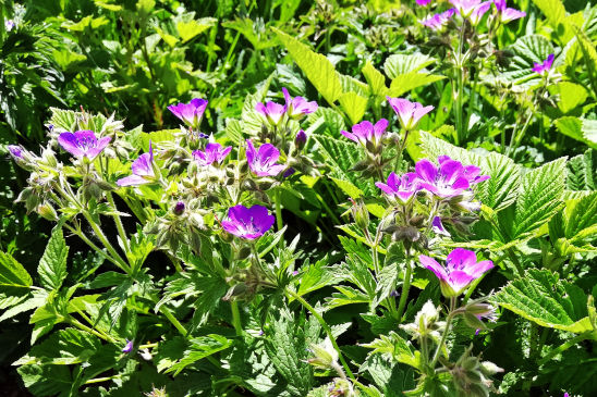 Flore du massif de la chartreuse
